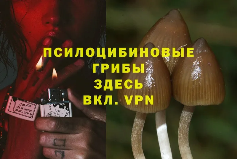 где купить   Берёзовка  Галлюциногенные грибы Cubensis 